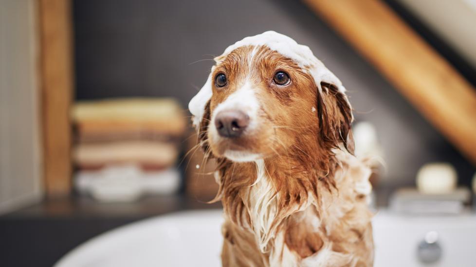 how to get rid of fleas on dogs; a dog is bathed by his pet parent, an effective way to get rid of fleas on dogs.